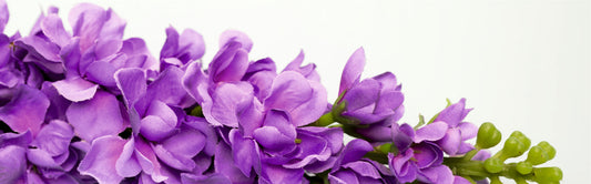 "The Bakuchiol Breakthrough: Biossential's Yuvadari Soundarya Range"