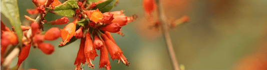 Magical Dhataki - Uses and Benefits it's Role for Healthy and Strong Hairs