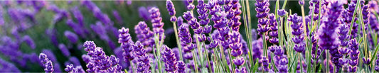 Lavender Flower Oil - Uses, Benefits, Side Effects and Many More