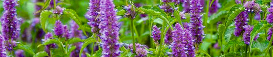 Patchouli use and benefits