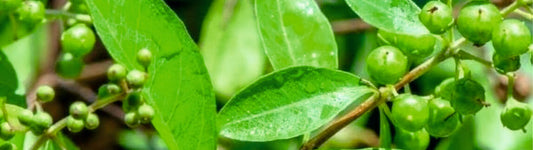 henna uses and benefits