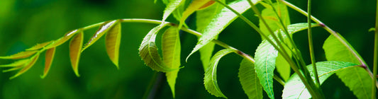 Neem- Uses, Benefits, Side Effects and More