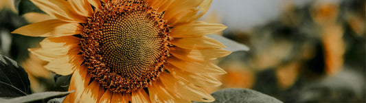 Sunflower Seeds Oil- Uses, Benefits, Side Effects and Many More