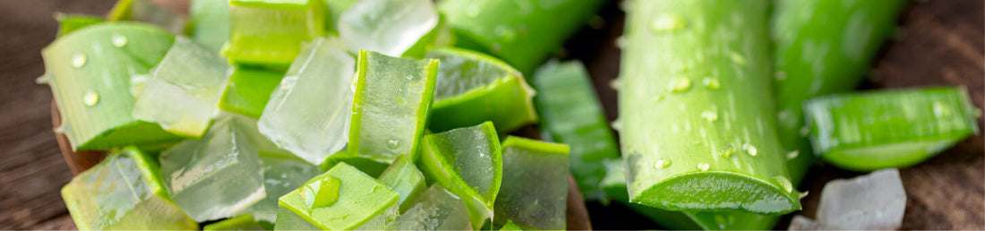 Aloe Vera- Uses, Benefits, Side Effects and Many More