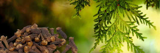 Cedar and Clove Essential Oil