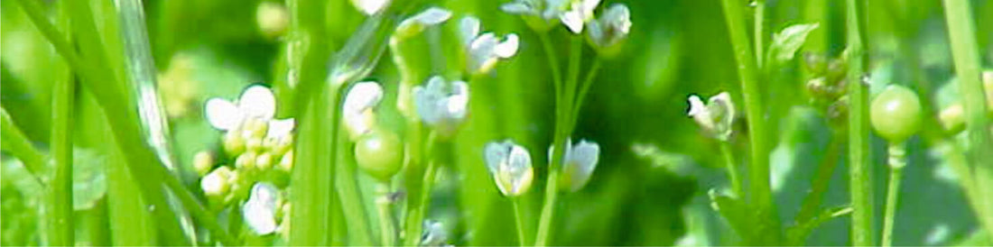 Crambe Seed Oil- Uses, Benefits, Side Effects and Many More