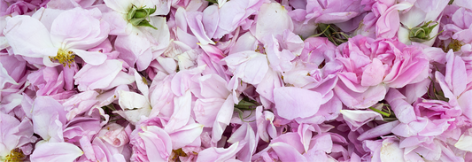 Damascus Rose: Uses, 7 Benefits for Radiant and Youthful Skin Care