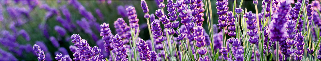 Lavender Flower Oil - Uses, Benefits, Side Effects and Many More