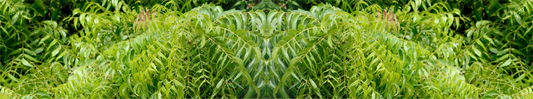 "The Magic of Neem Leaves: 7 Incredible Benefits for Glowing and Beautiful Skin"