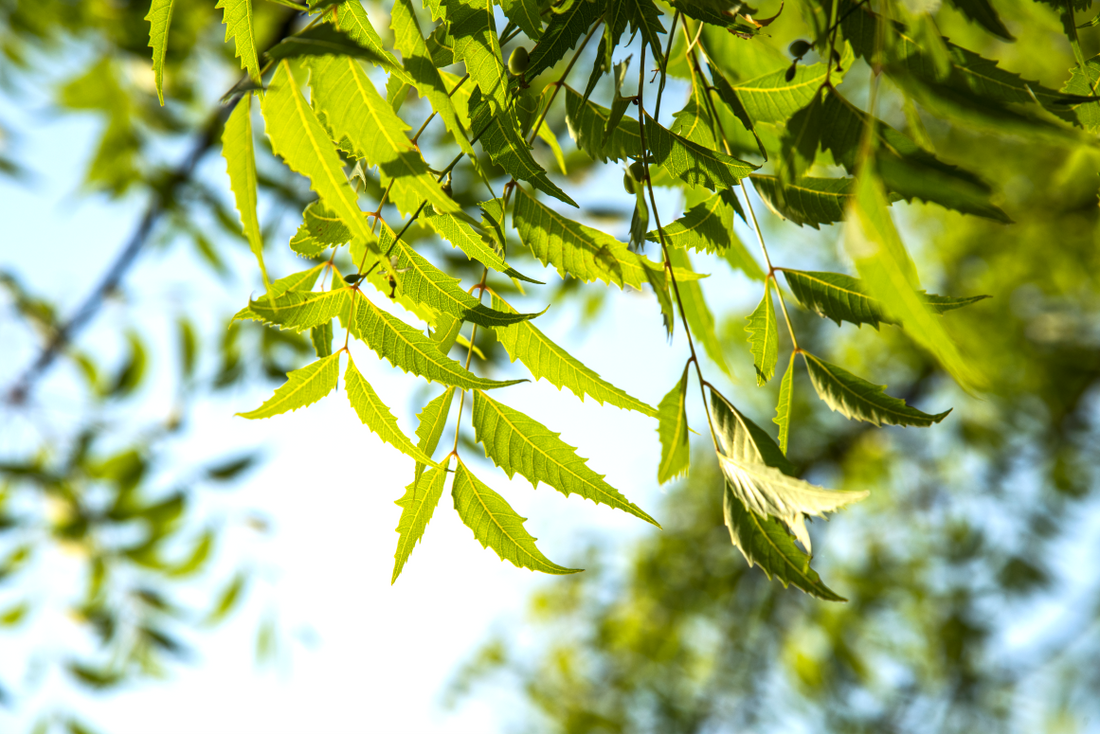 Neem- Uses, 10 Magical Health and Skin Benefits of Neem