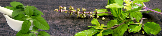 Tulsi Extract - Uses, Benefits, Side Effects and Many More